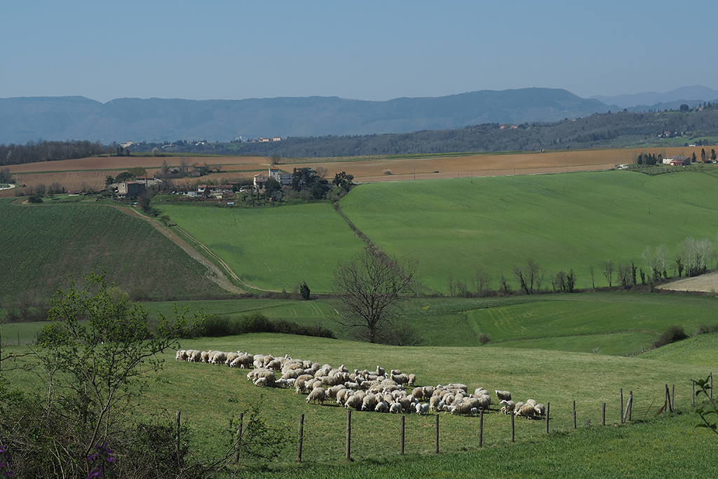 mugello